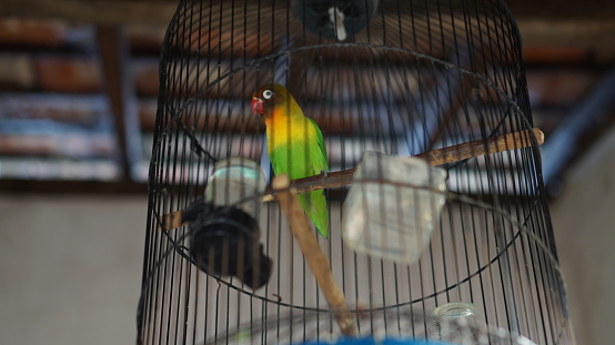 Very nice of bird on cage