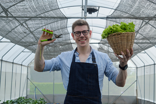 One Caucasian male farmer with basket of fresh vegetables and pruning shears with happy smile in plantation greenhouse. Gardener man collects natural organic produce from agriculture nursery crops.