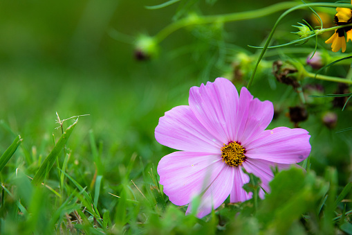 Pink Cosmos Flower in Autumn Garden after Rain