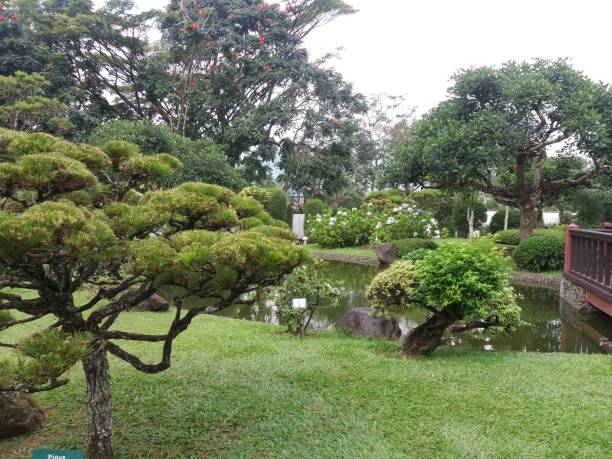 istock A garden filled with shady little trees in summer 1414129595