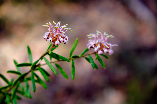 Australian native wildflowers - Grevillea sericea, commonly know as Silky grevillea or spider flowers, seen growing in the Blue Mountains National Park in NSW Australia. Pink blossoms and green leaves