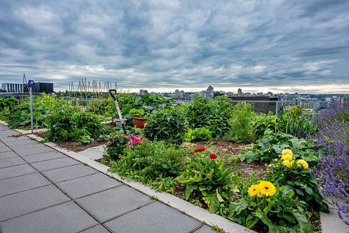 A community garden on the rooftop of a Vancouver, BC condo building