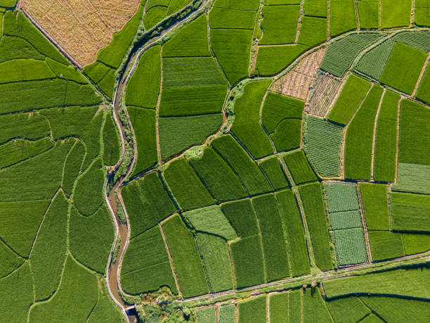 vista aerea dei campi verdi dell'agricoltura tradizionale - beautiful nature crop summer foto e immagini stock
