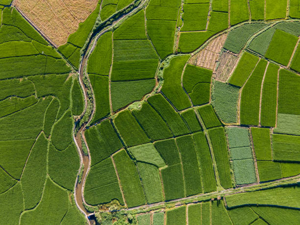 NDVI Field Visualization