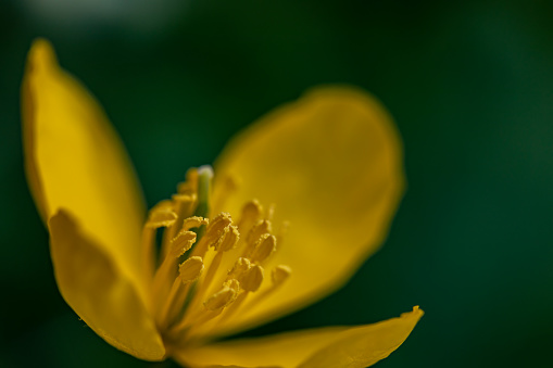 Close-up of primula flower