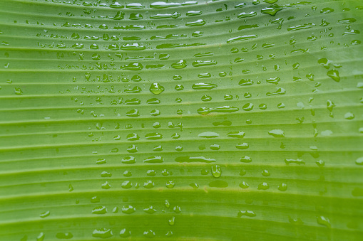 Banana leaf texture on rainy days