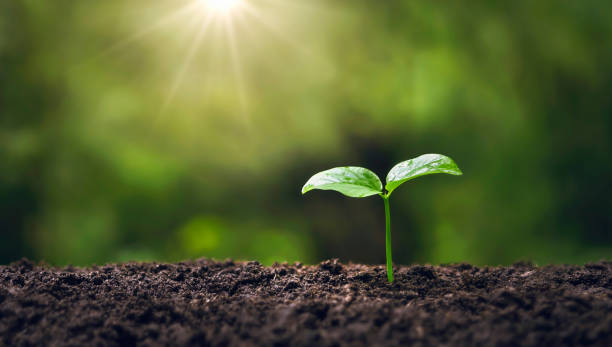 istock young tree growing in garden with sunrise. eco concept earth day 1414138739