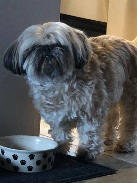 istock Shih-Tzu Eating 1414139834