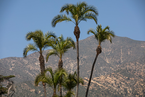Palm trees frame the Santa Ynez mountains in downtown Montecito, California, USA.