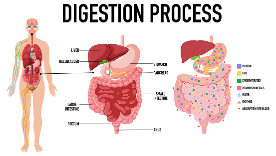 Diagram showing digestion process illustration