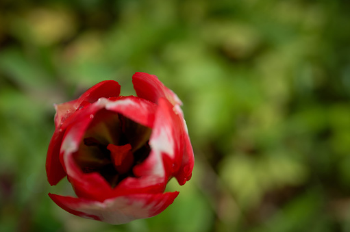 Close up of dark red tulip over green grass background