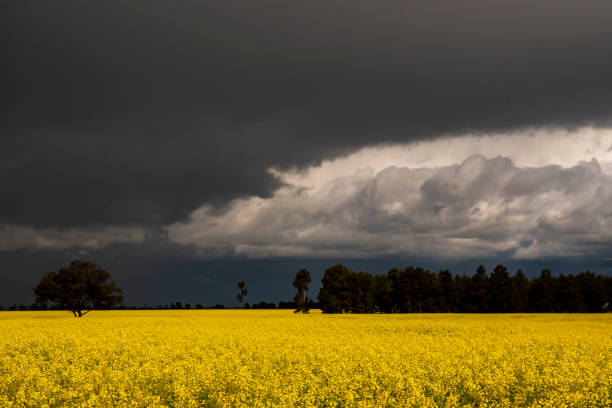 istock Canola Crop near Coolamon on a stormy day 1414148664
