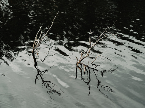 Sticks in water in lake