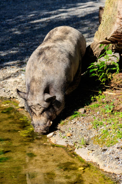 istock Domestic pig drinking water from a pond in farm 1414151274