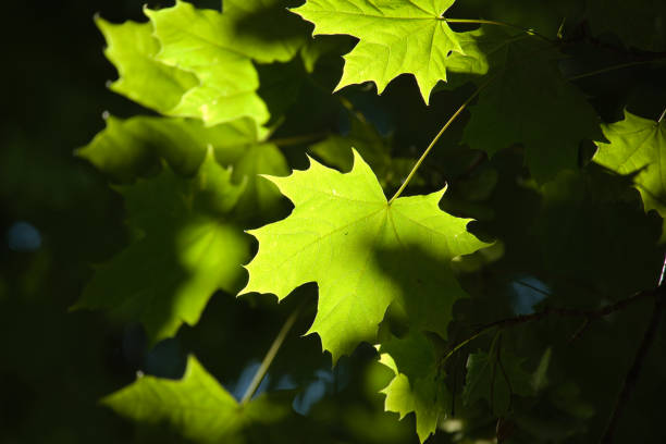 istock Maple leaves illuminated by an early morning sun 1414151378