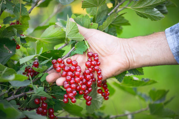 man  working in the garden ( red currant, ) stock photo