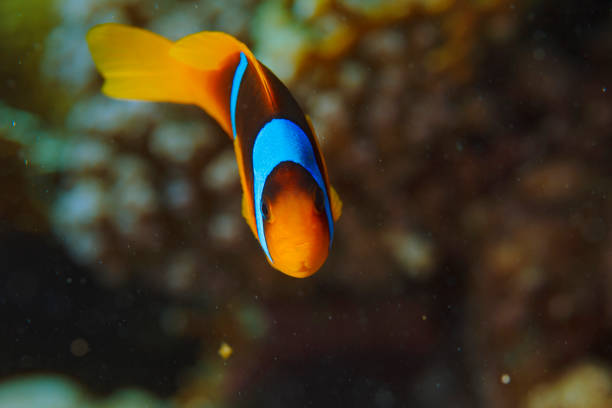 istock Sea life - Anemonefish  clownfish 1414151681