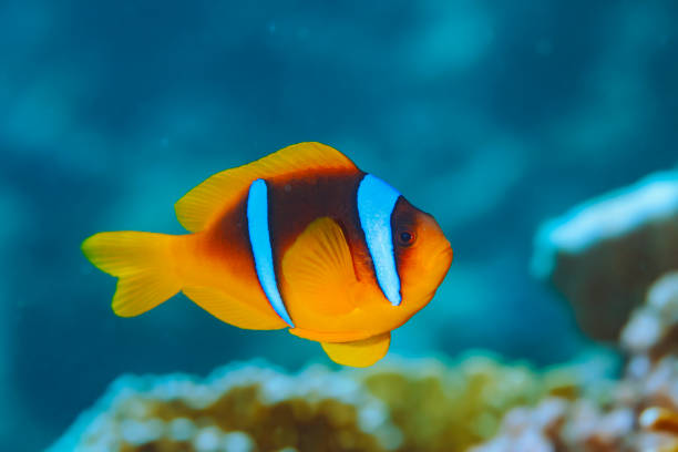 Scuba diving. Sea life. Underwater scene with coral and anemone  clownfish. Scuba Diver Point of View.