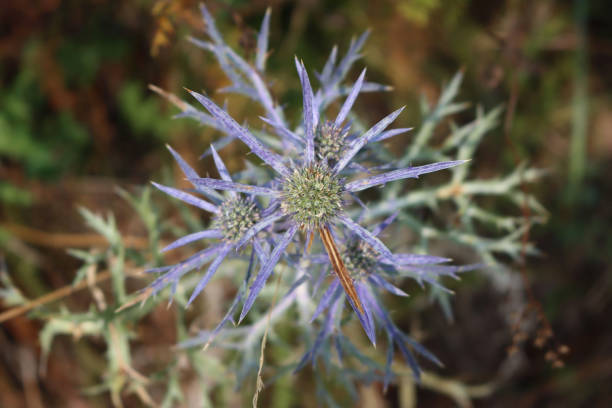 istock Sea holly blue thistle flowers 1414151788