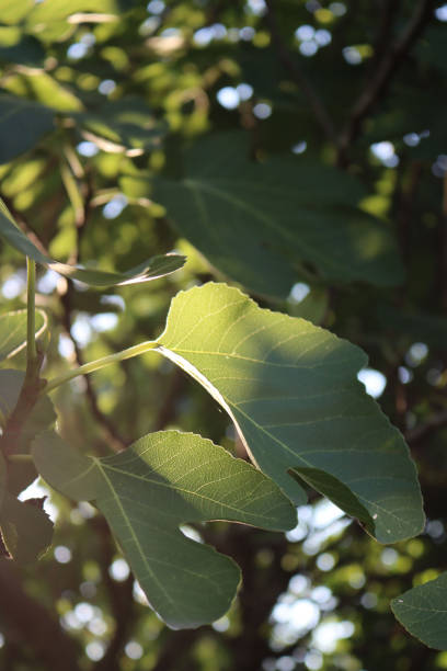 istock Fig tree with many green leaves against sunlight 1414152396