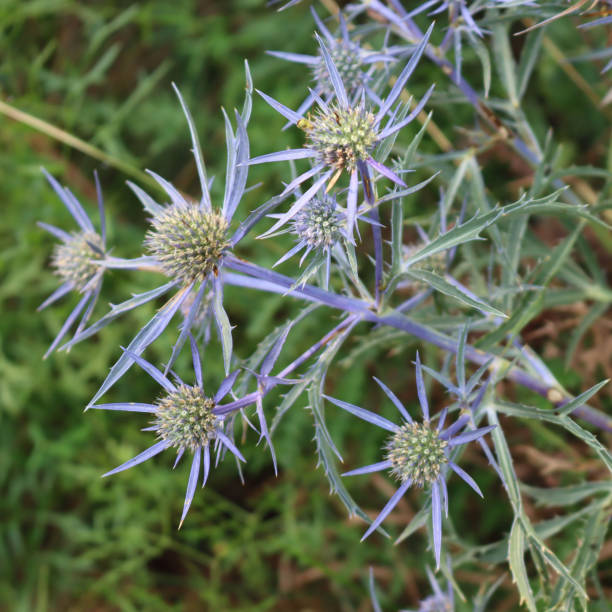 istock Sea holly blue thistle flowers 1414152430