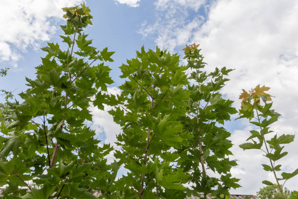 spitzen aus jungen ahornbäumen mit grünen blättern gegen den himmel - norway maple stock-fotos und bilder
