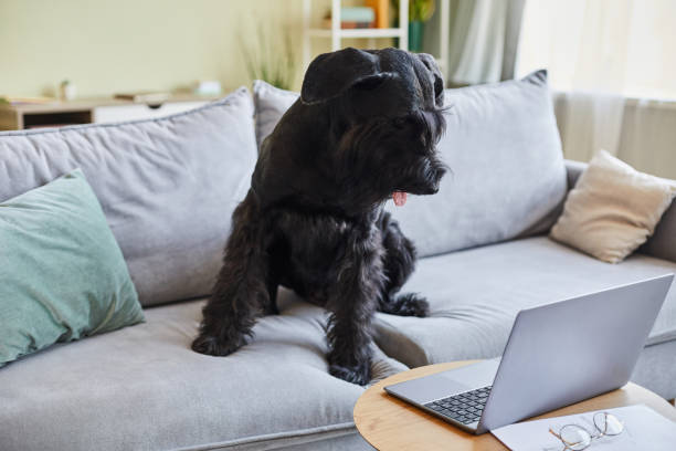 istock Dog sitting on sofa at home 1414157528