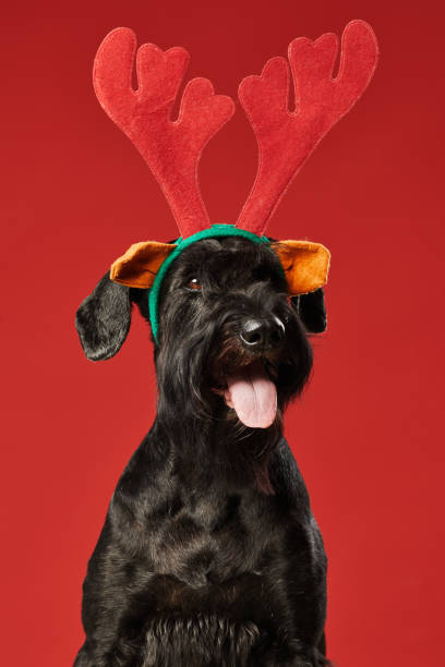 Black funny dog in deer costume