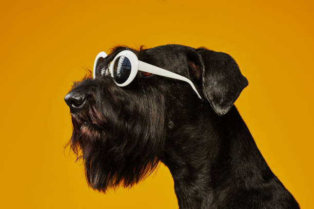 istock Black schnauzer dog wearing sunglasses 1414157629
