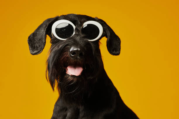 istock Domestic dog in stylish sunglasses 1414157633