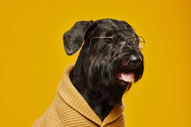istock Elegant black dog in eyegplasses 1414157636