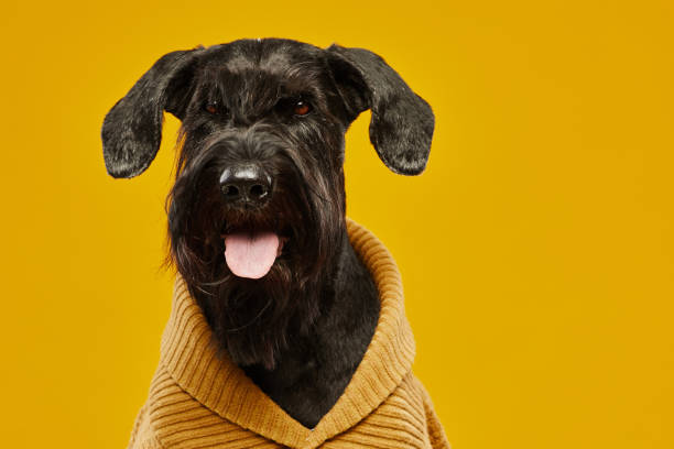 istock Black schnauzer in wool jumper 1414157640