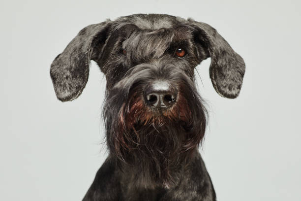 istock Black schnauzer with brown eyes 1414157644
