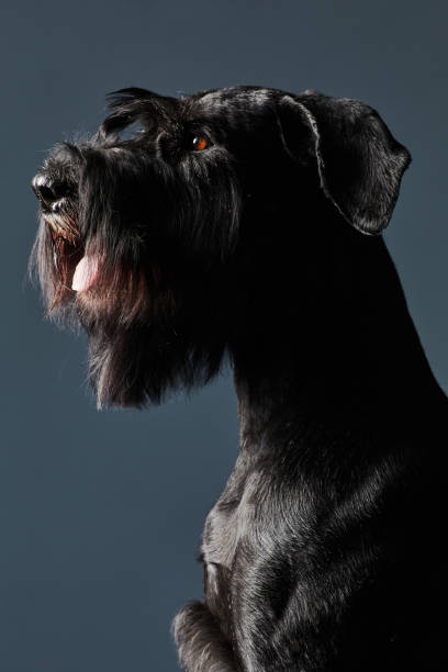 istock Beautiful breed of black schnauzer 1414157652