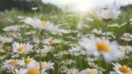 istock Camera moves through field of white and yellow daisies. Summer flowers sway in the wind with warm sunrays. Alpine daisy flowers in the mountains 1414158877