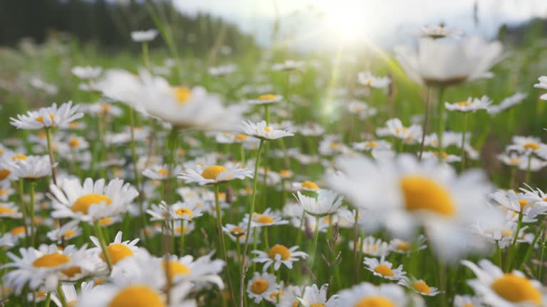 Camera moves through field of white and yellow daisies. Summer flowers sway in the wind with warm sunrays. Alpine daisy flowers in the mountains