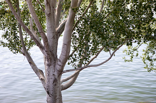Close-up of a Birch tree by the Seine River