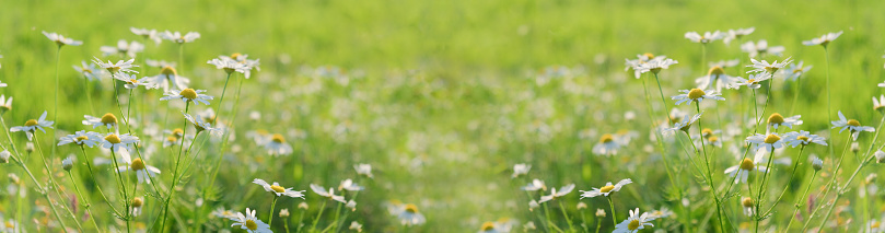 Beautiful chamomile flowers in meadow. Spring or summer nature scene. Soft focus. Floral banner.