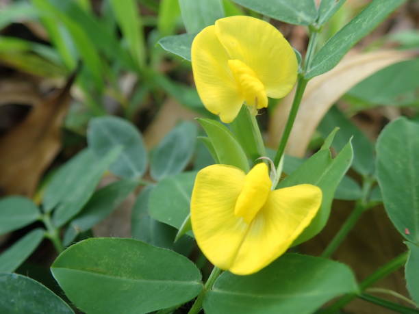Arachis pintoi, the Pinto peanut flower bloom in the garden with blurred background. Pinto peanut is a type of legume that grows creeping (ground cover) above the soil surface. Arachis pintoi, the Pinto peanut flower bloom in the garden with blurredbackground. Pinto peanut is a type of legume that grows creeping (ground cover) above the soil surface. lepidopterans stock pictures, royalty-free photos & images