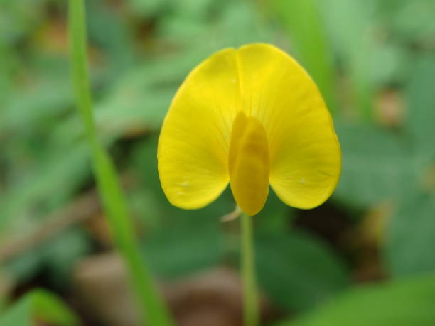 Arachis pintoi, the Pinto peanut flower bloom in the garden with blurred background. Pinto peanut is a type of legume that grows creeping (ground cover) above the soil surface. Arachis pintoi, the Pinto peanut flower bloom in the garden with blurredbackground. Pinto peanut is a type of legume that grows creeping (ground cover) above the soil surface. lepidopterans stock pictures, royalty-free photos & images
