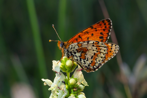 Glanville Fritillary, Melitaea cinxia, butterfly and spring wildflowers.