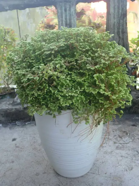 Photo of (Paku) Rane (Selaginella) ornamental plants in pots. Selaginella is the sole genus of vascular plants in the family Selaginellaceae, the spikemosses or lesser clubmosses.