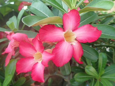 Adenium obesum is a poisonous species of flowering plant belonging to the tribe Nerieae of the subfamily Apocynoideae of the dogbane family, Apocynaceae. Common names include Sabi star, kudu, etc.