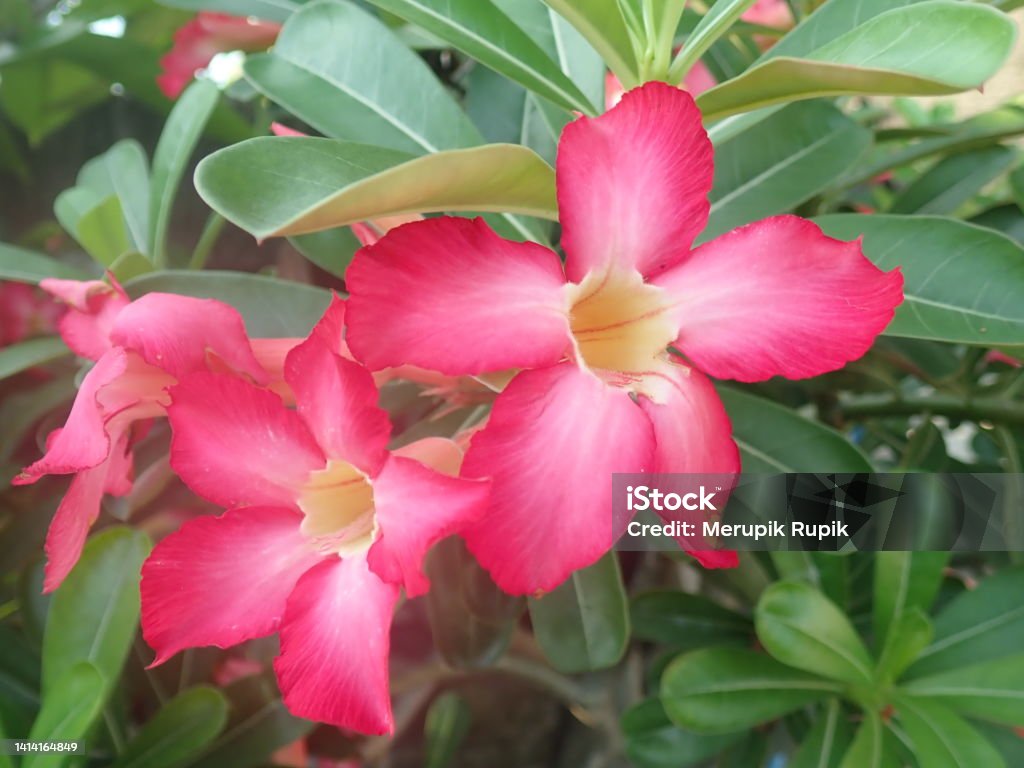 Adenium obesum is a poisonous species of flowering plant belonging to the tribe Nerieae of the subfamily Apocynoideae of the dogbane family, Apocynaceae. Common names include Sabi star, kudu, etc. Adenium Obesum Stock Photo