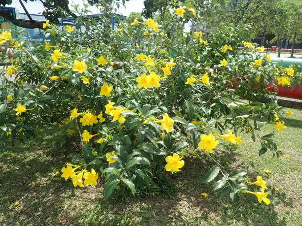 Allamanda cathartica, commonly called golden trumpet, common trumpetvine, and yellow allamanda, is a species of flowering plant of the genus Allamanda in the family Apocynaceae.