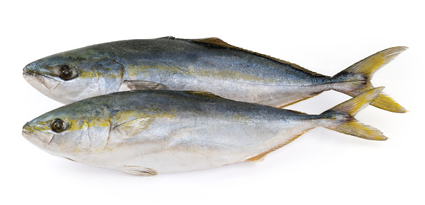 Two frozen raw carcasses of the yellowtail of species japanese amberjack on a white background