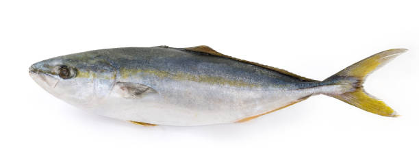 istock Frozen carcass of the yellowtail on a white background 1414165879