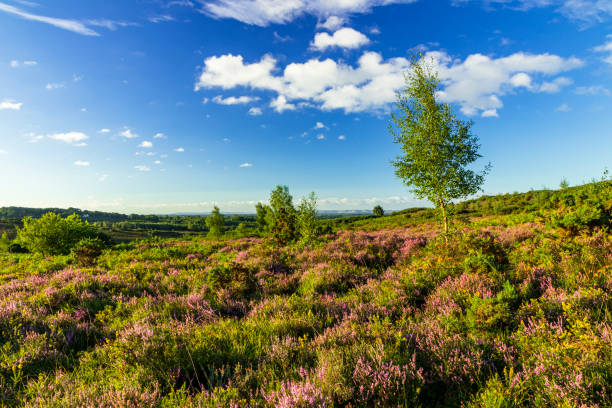 Heather and heath Ashdown Forest August heather on the heath of Ashdown forest east Sussex south east England ashdown forest photos stock pictures, royalty-free photos & images