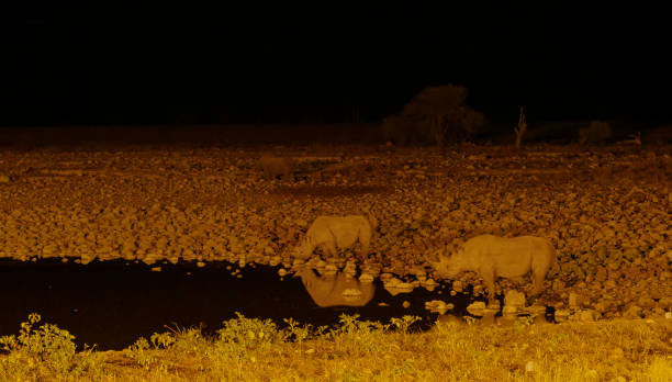 istock Rhinoceros drinking at night 1414166929