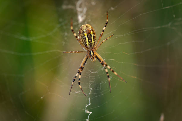 istock Argiope spider on the web sways in the wind 1414167926